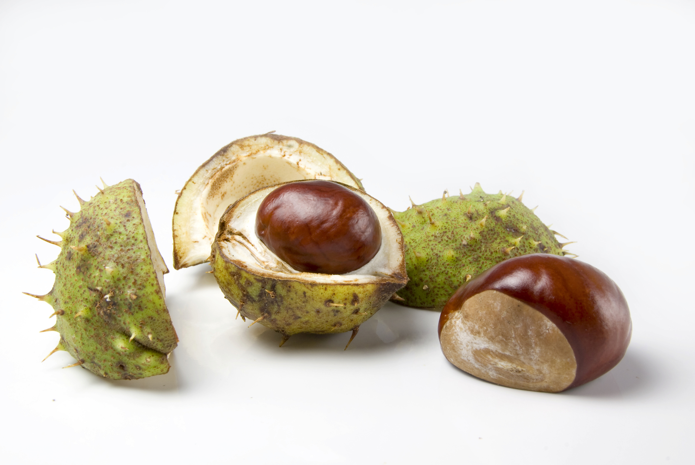 Horse Chestnut | Pet Poison Helpline