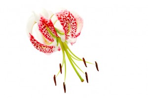 Lilium speciosum