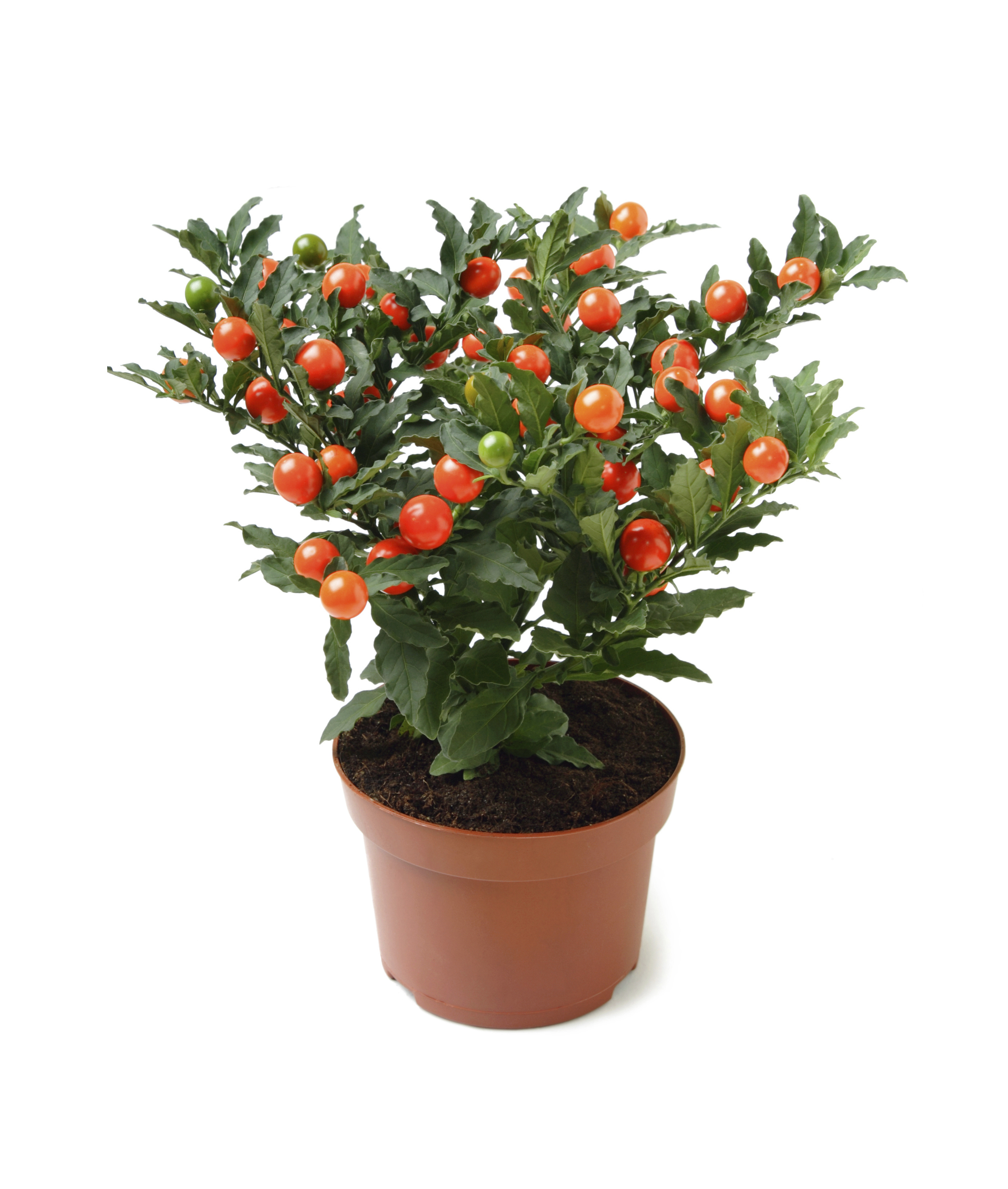 Jerusalem Cherry Plant For Sale