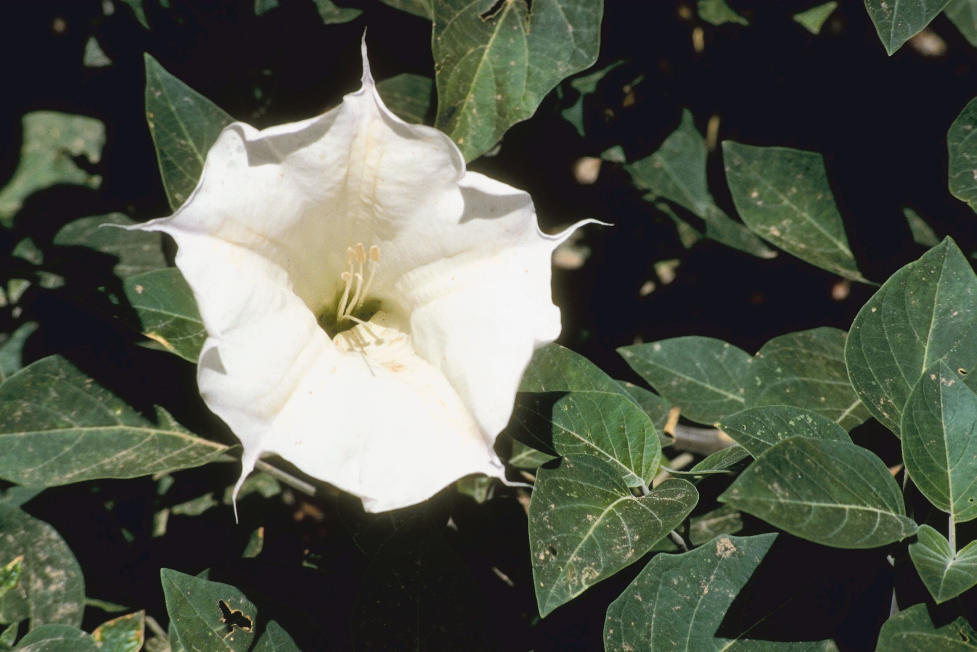 Jimson Weed Is Toxic To Dogs | Pet Poison Helpline