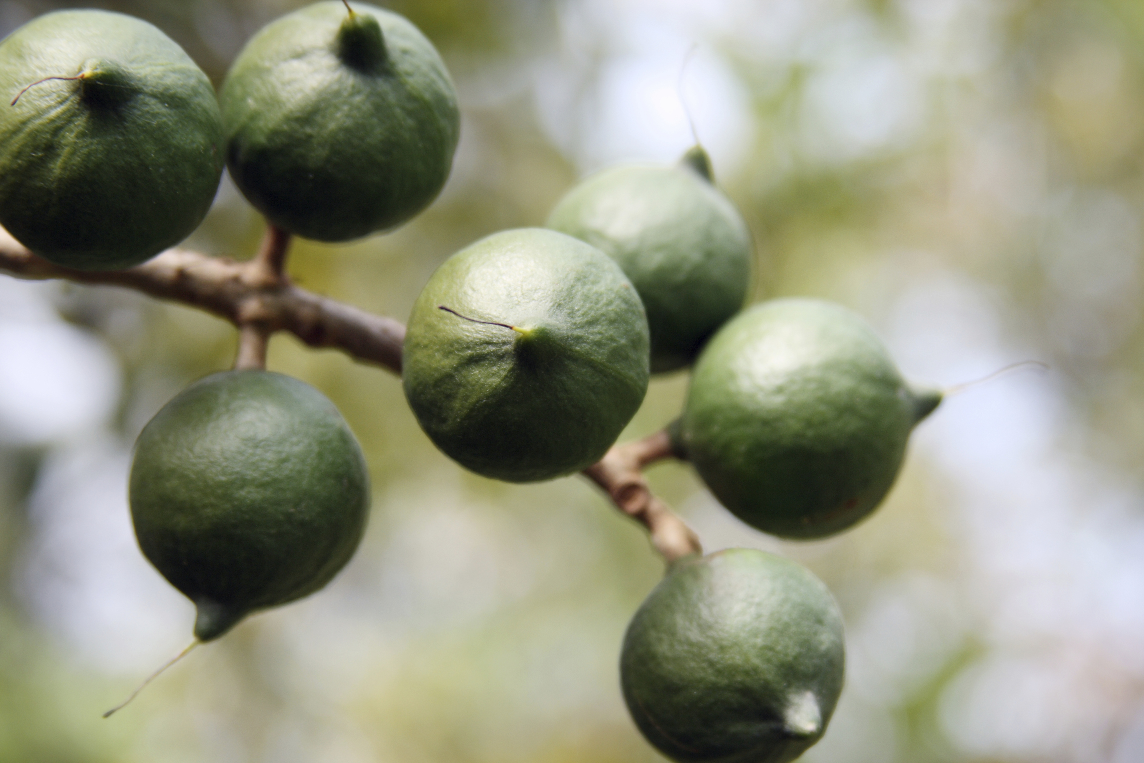 Queensland Nuts Toxicity To Pets Pet Poison Helpline