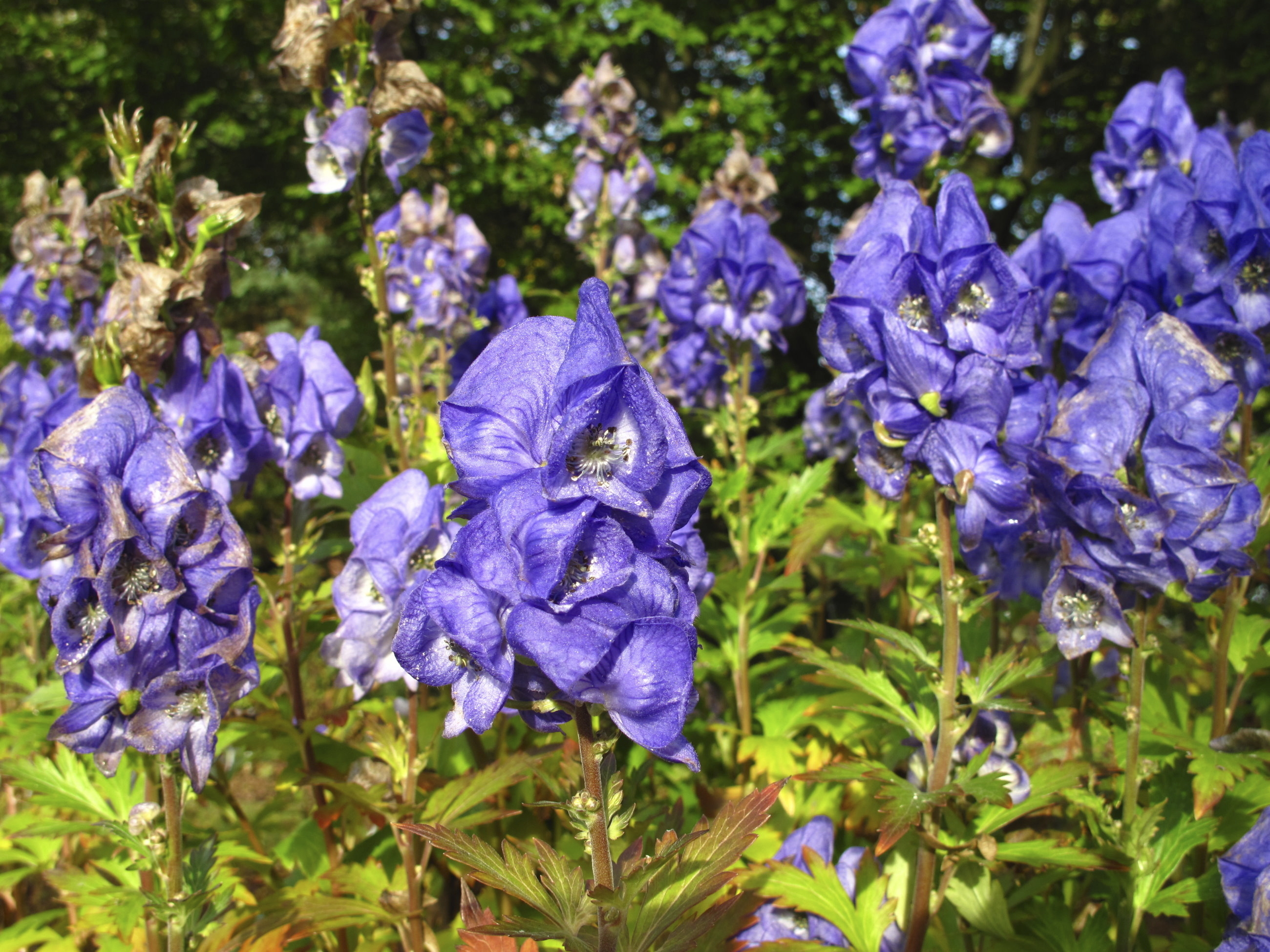 Monkshood Pet Poison Helpline