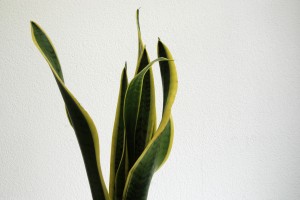 Mother-in-Law's Tongue