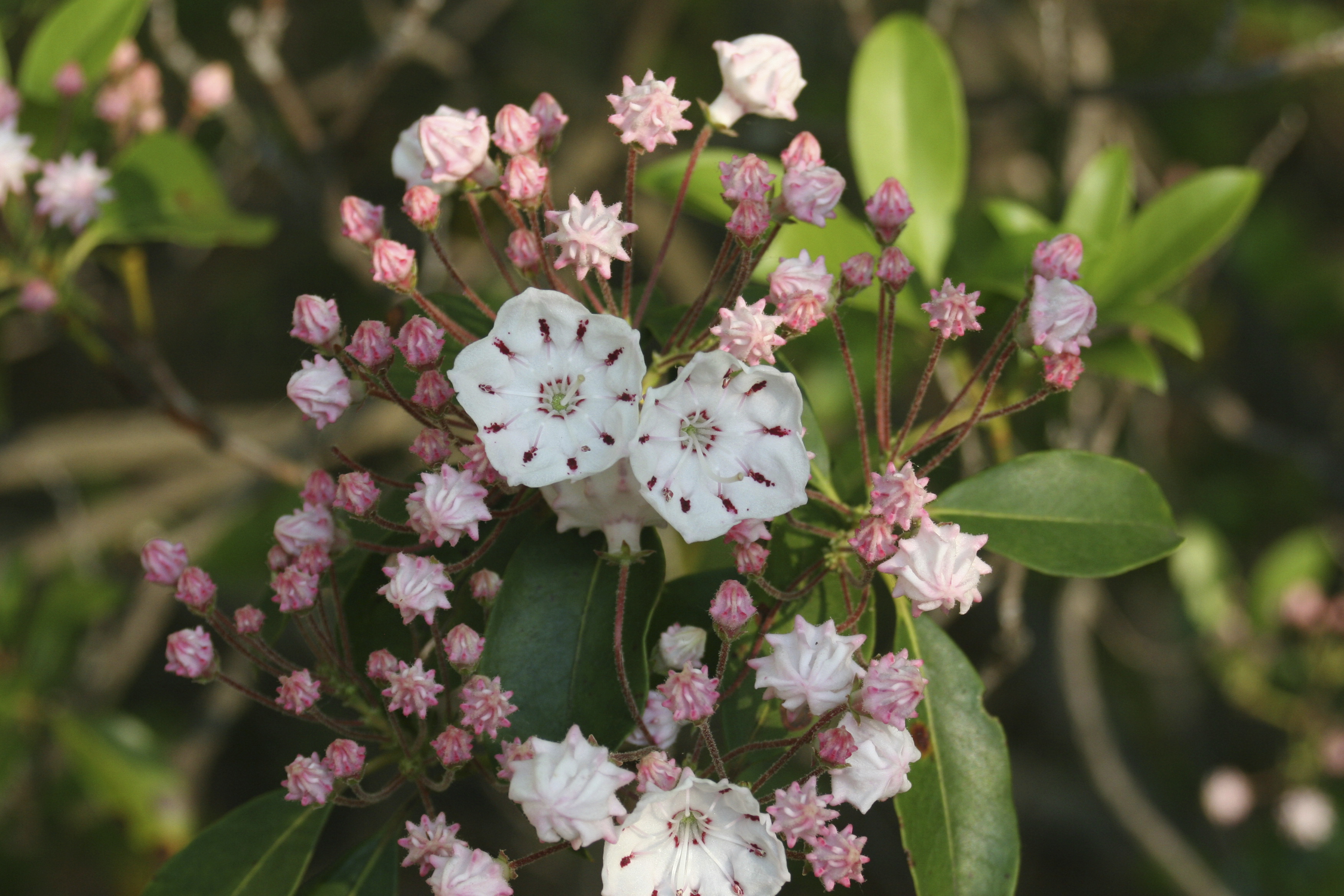 is laurel poisonous to dogs