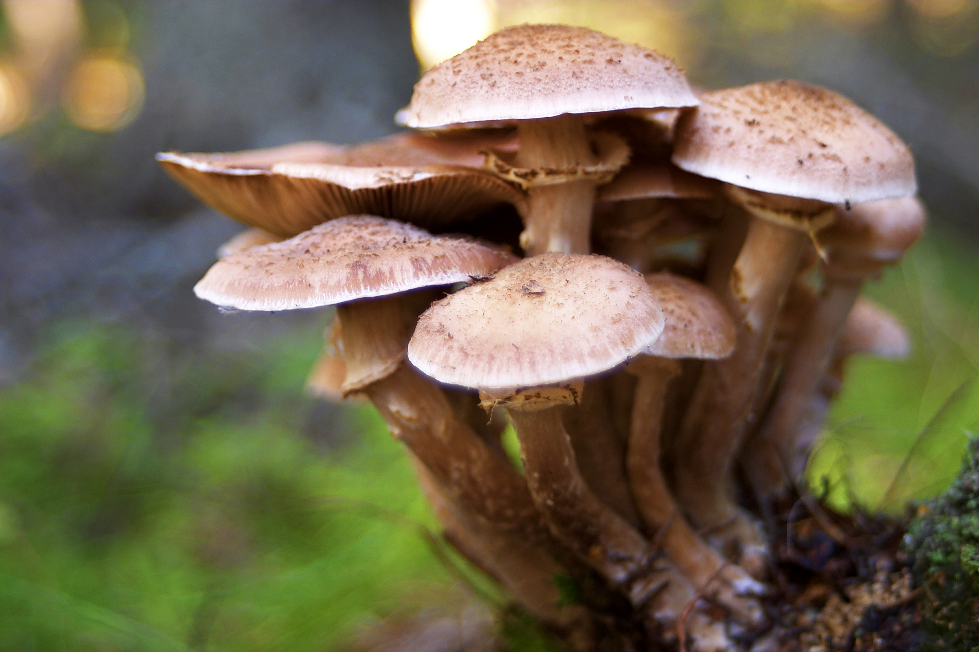 which mushrooms are poisonous to dogs