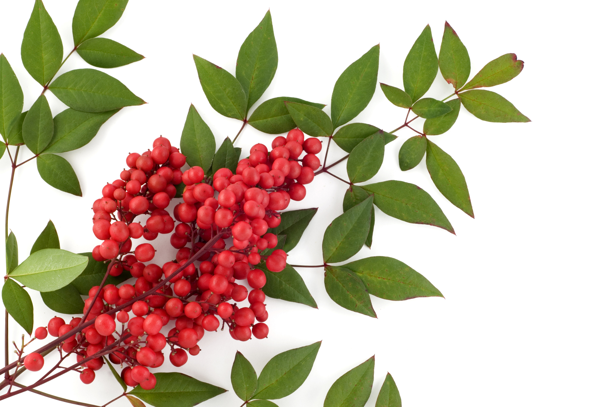 Heavenly bamboo toxic to dogs 2025