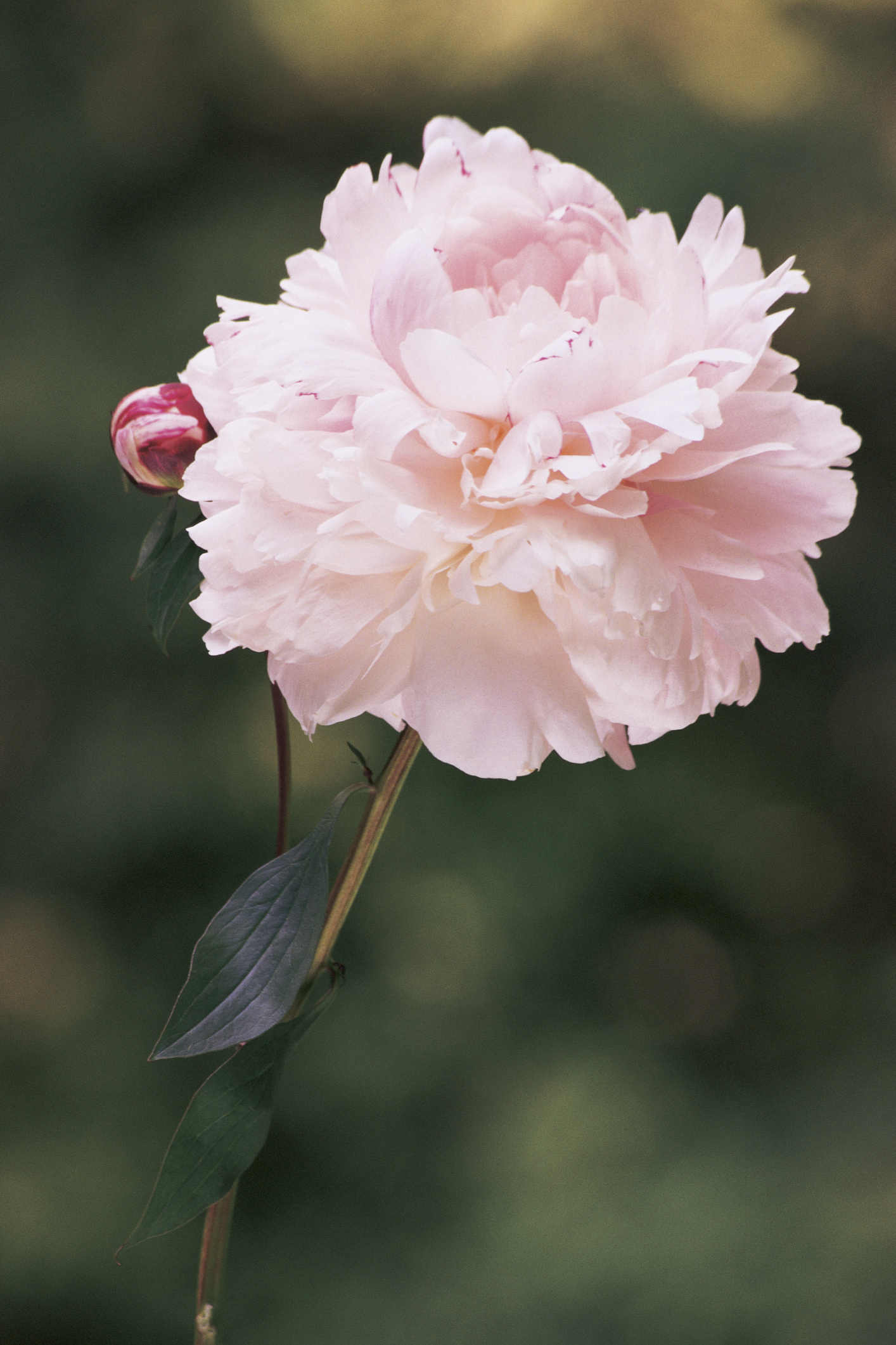 are peony flowers poisonous to dogs