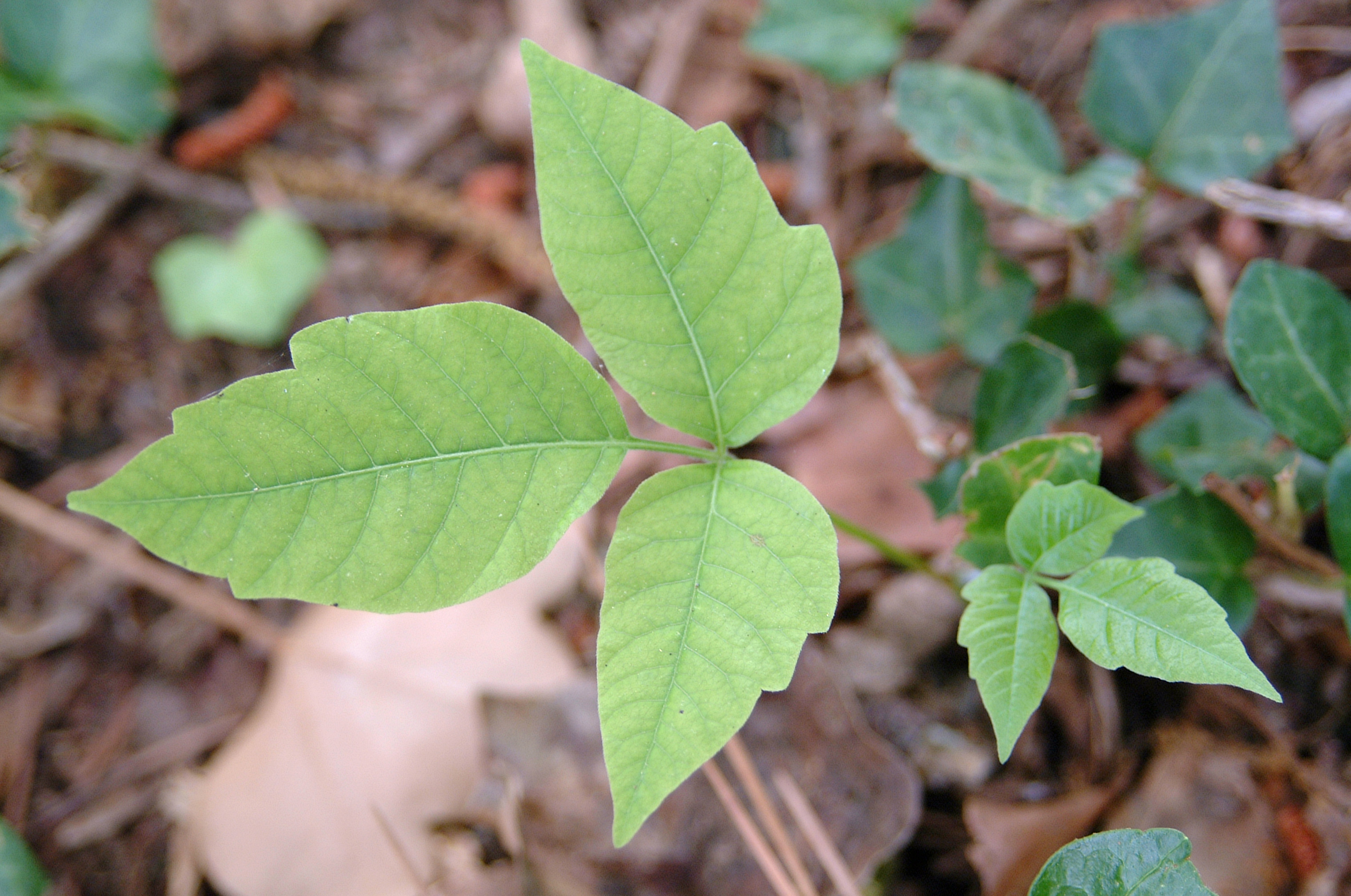 can dogs carry poison ivy