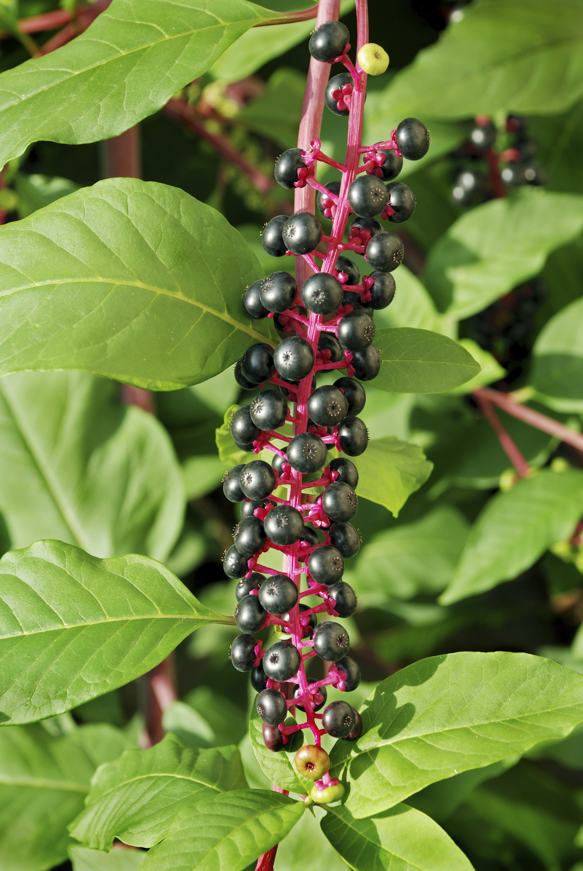 Pokeweed Is Toxic To Dogs | Pet Poison 