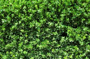 Privet Hedge