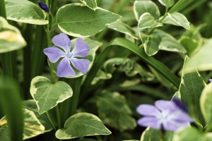 Vinca