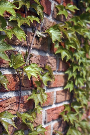 creeper virginia pictured