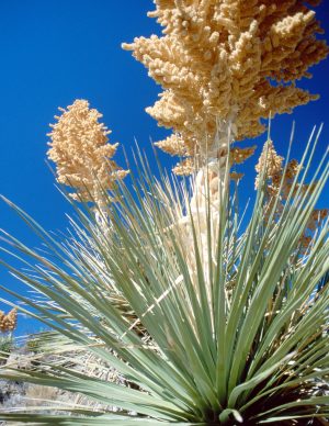 Yucca