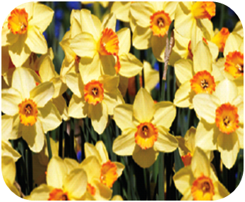 are daffodil plants poisonous to cats and dogs