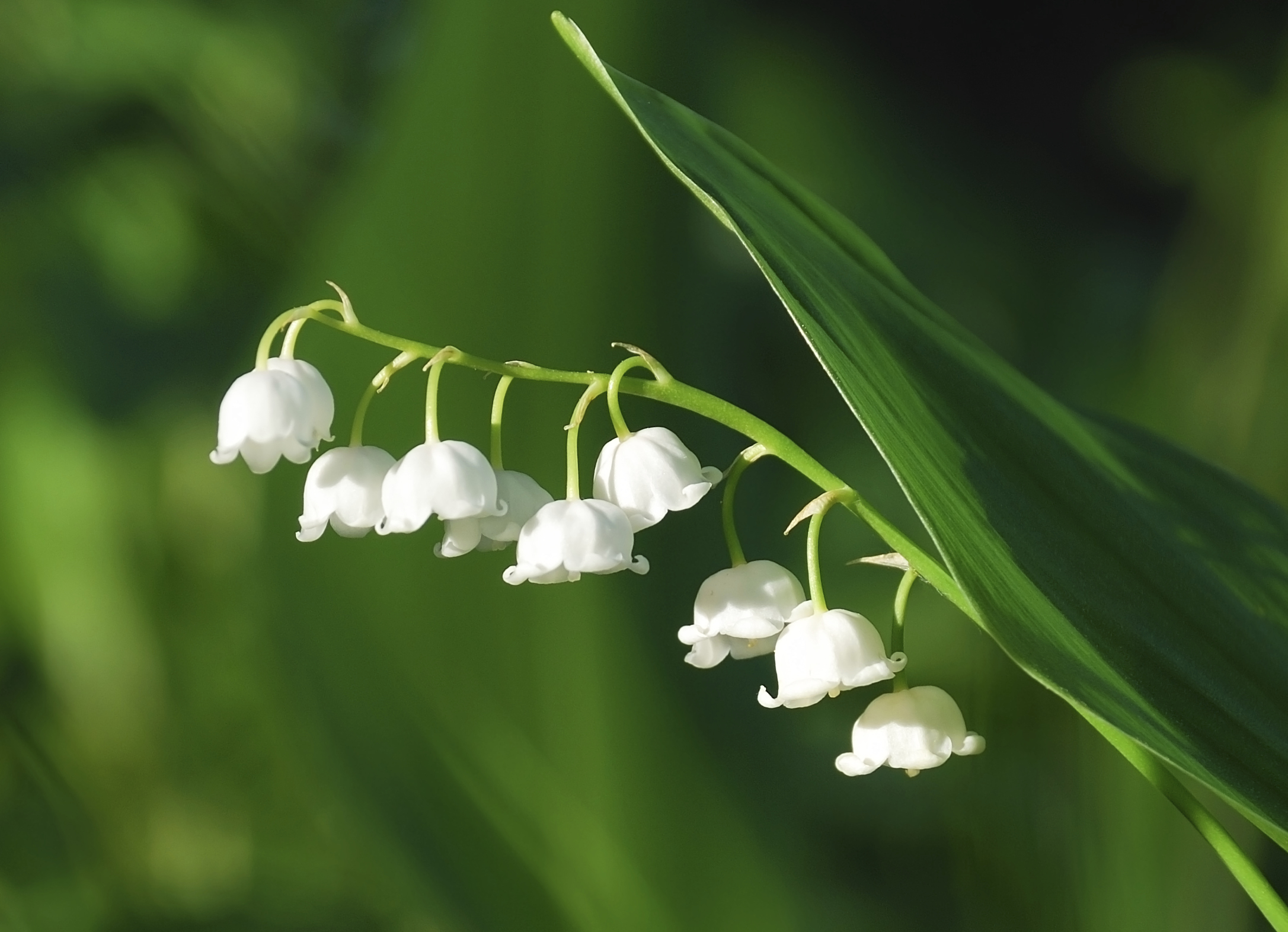 Is Lily of the Valley Orchid Toxic for Cats? 