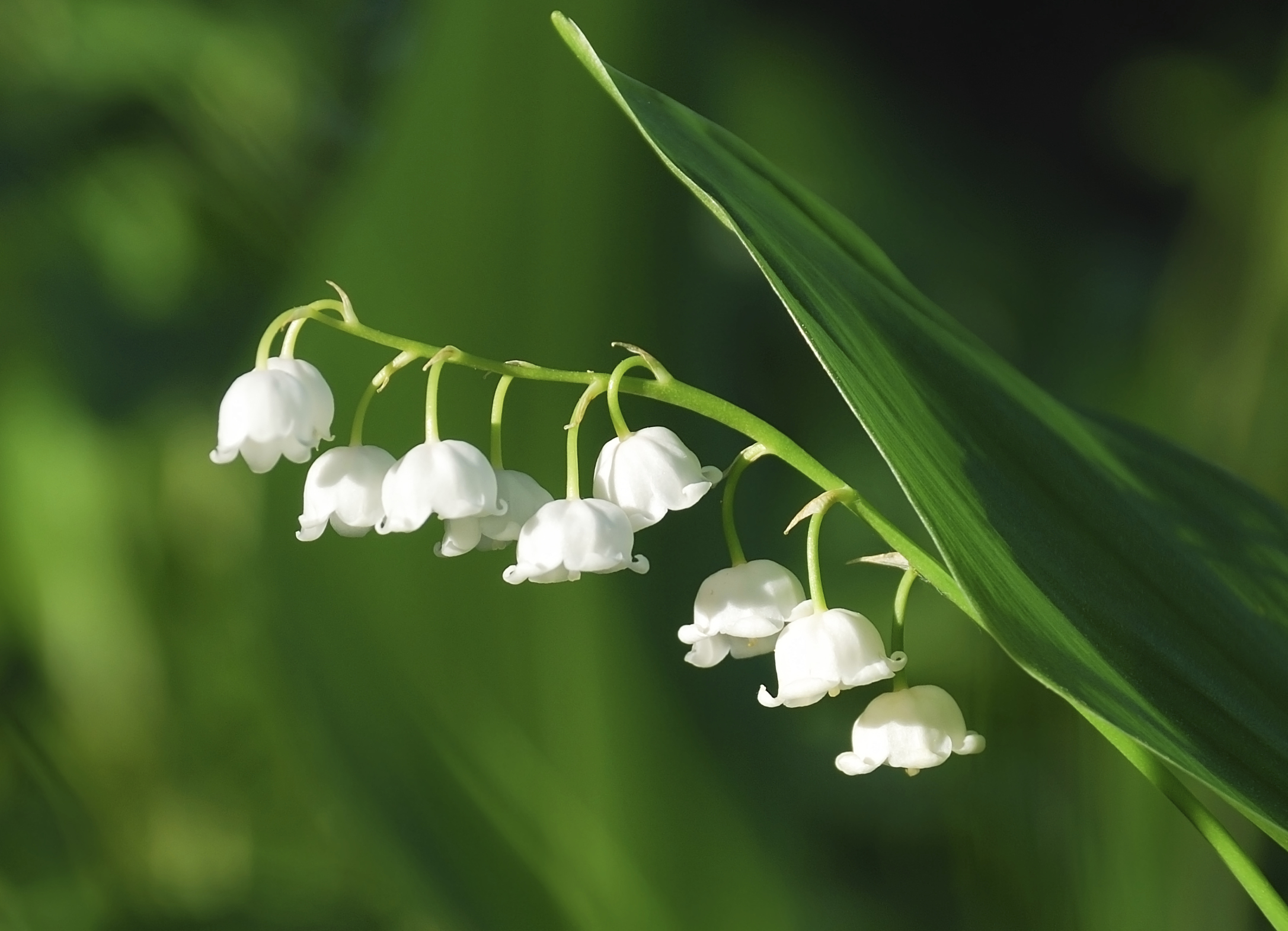 is digitalis poisonous to dogs