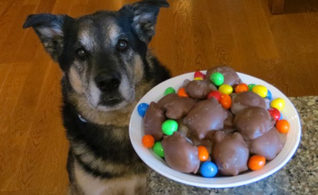 dog ate ibuprofen dog ate ibuprofen