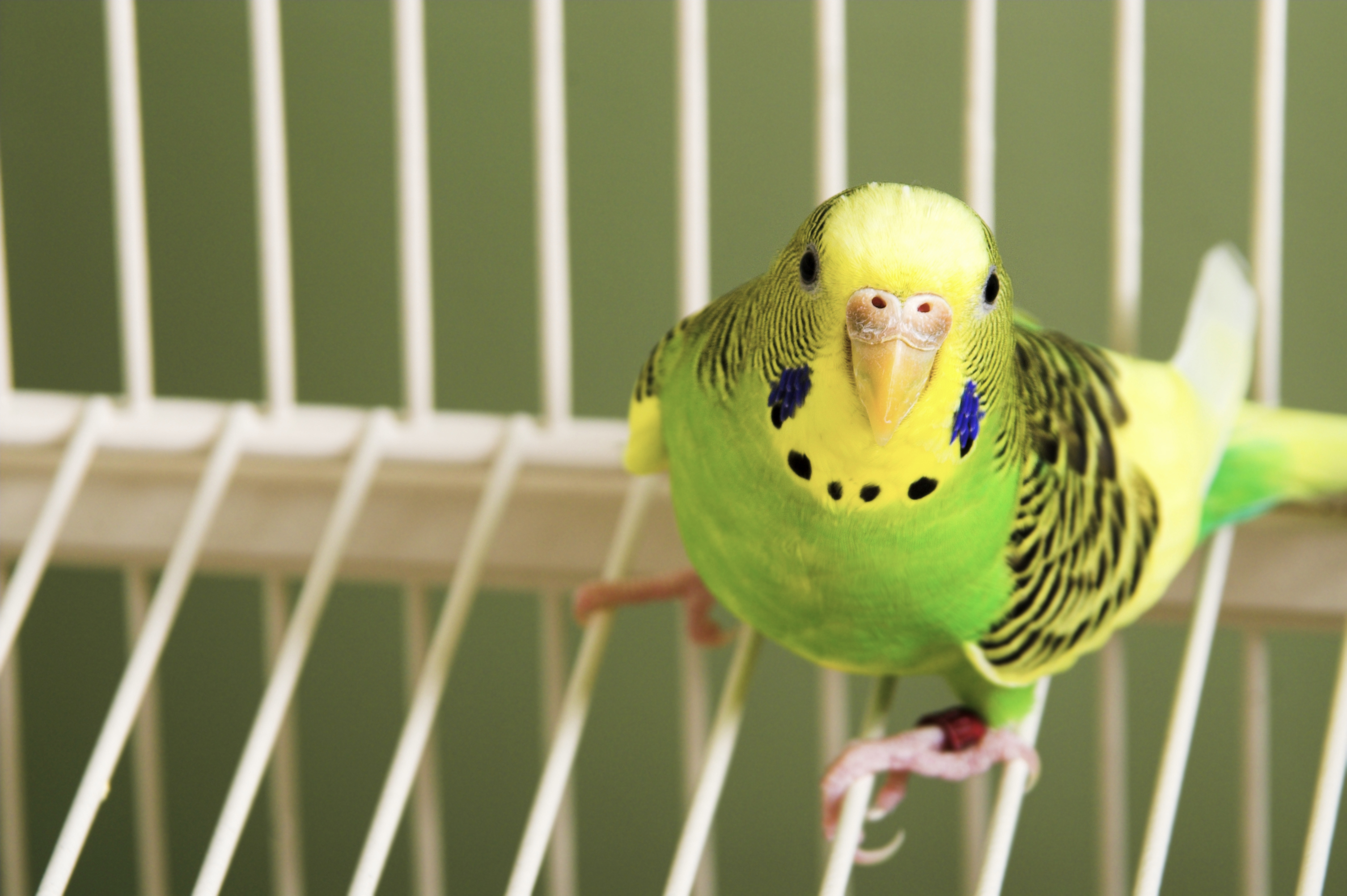 Teflon Toxic To Pet Birds Pet Poison Helpline 