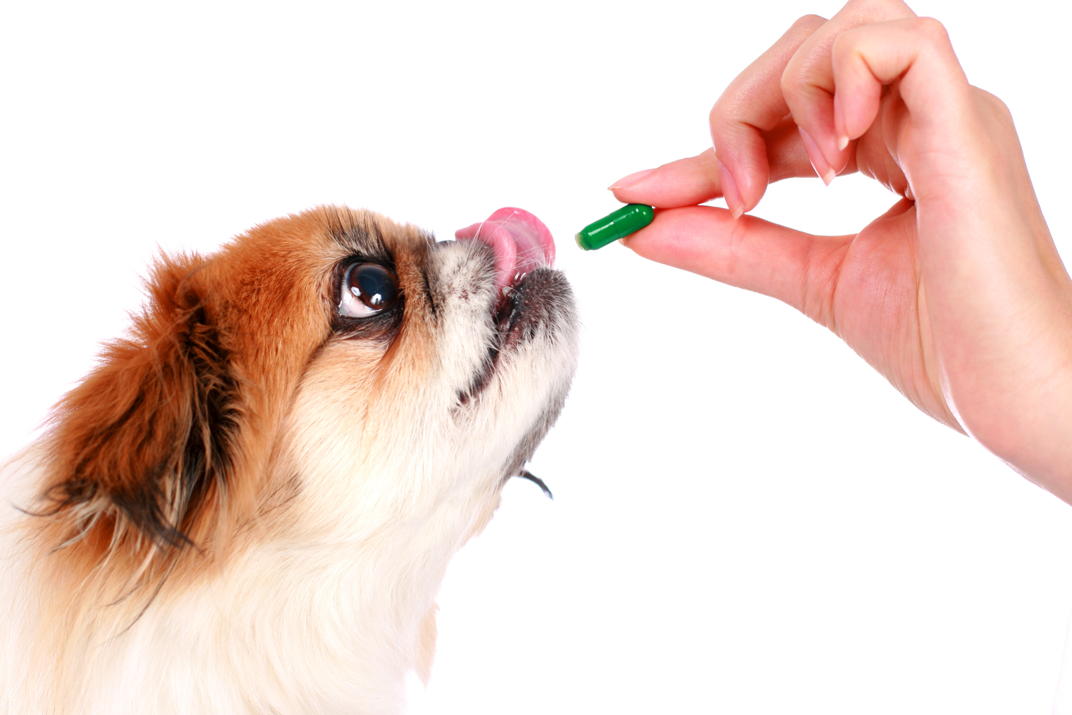 is peroxide safe for dogs to ingest