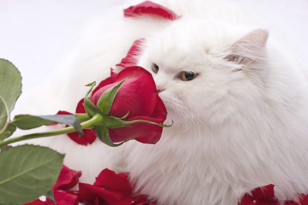 5 Valentine s Tips All Pet Families Need to Know