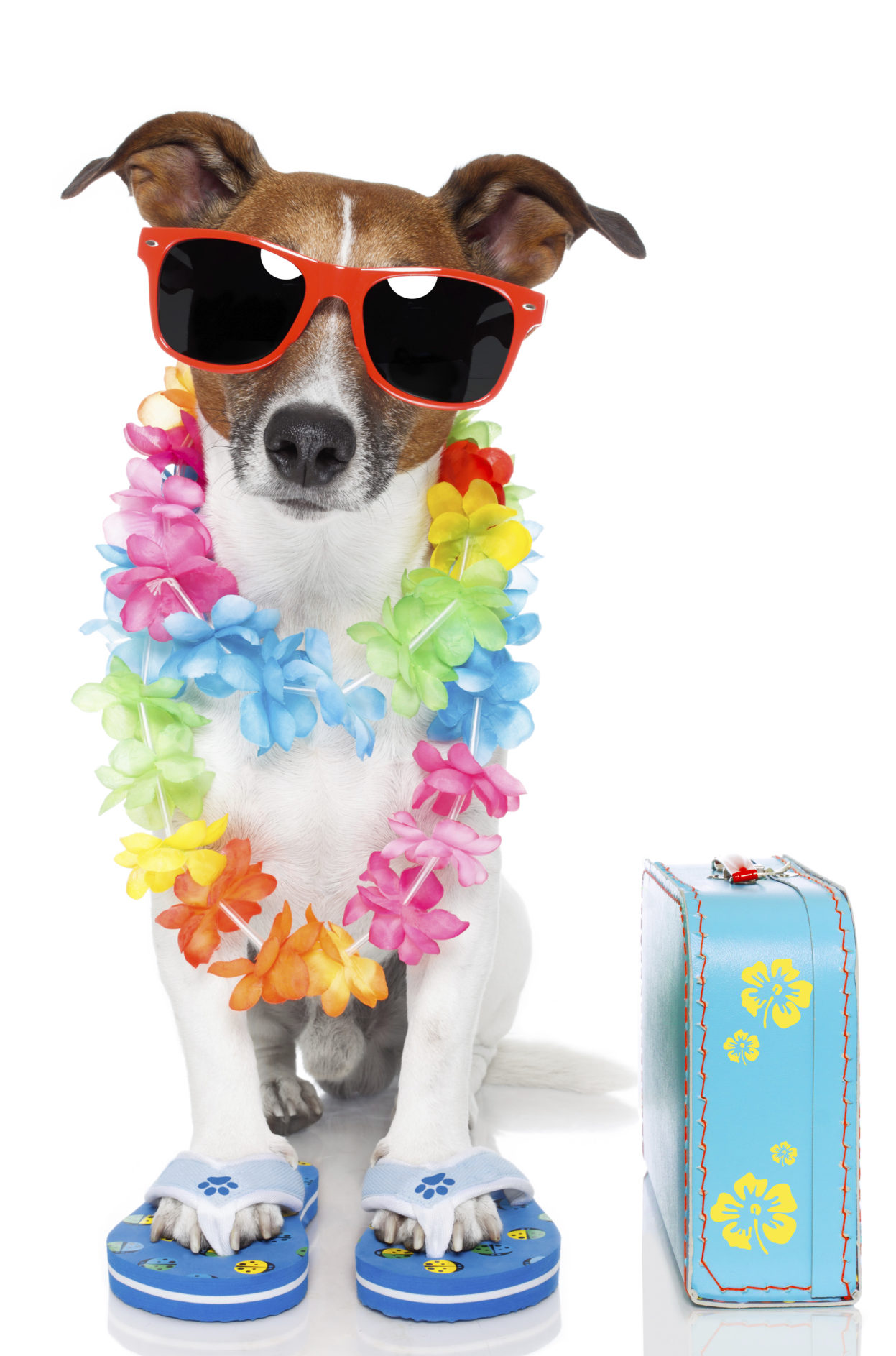 Vacationing with Your Furry Friend: A Guide to the Perfect Getaway