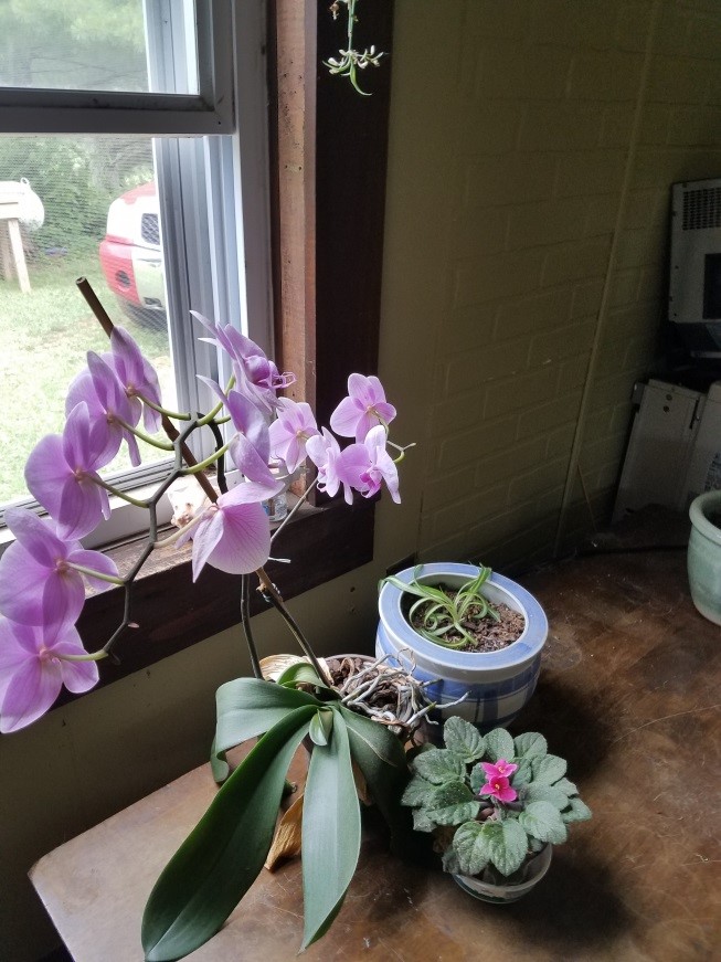 are orchids poisonous to cats and dogs