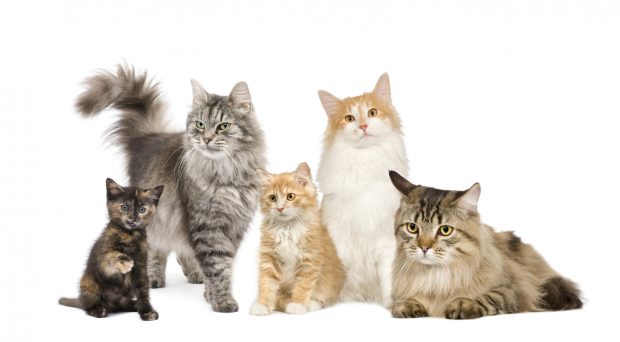 Can Cats Eat Chocolate? Symptoms, Risks & What To Do