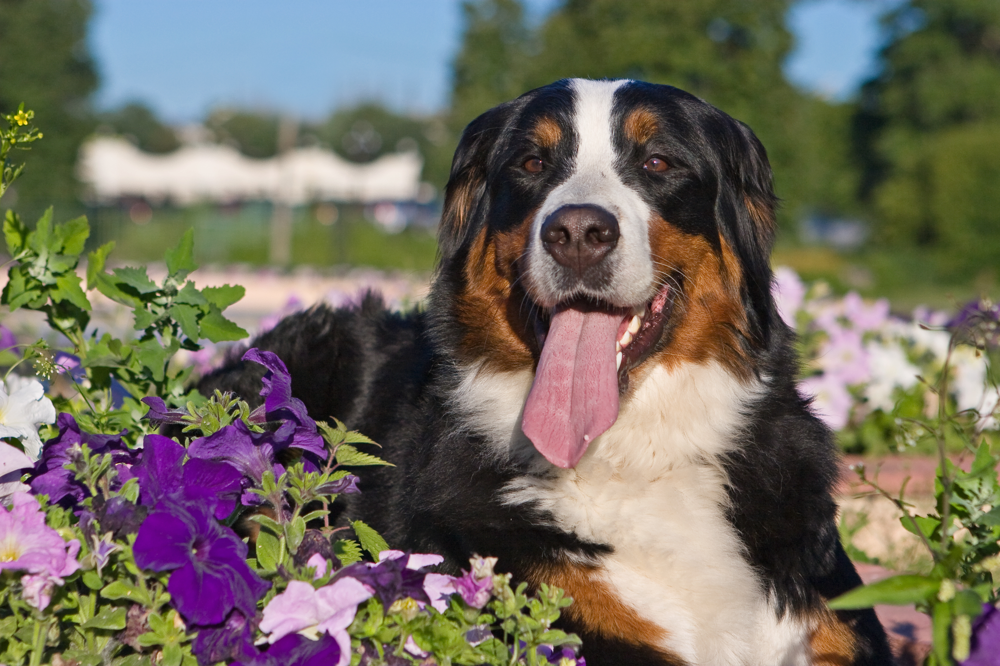 Wasp Sting and Bee Sting Toxicity in dogs