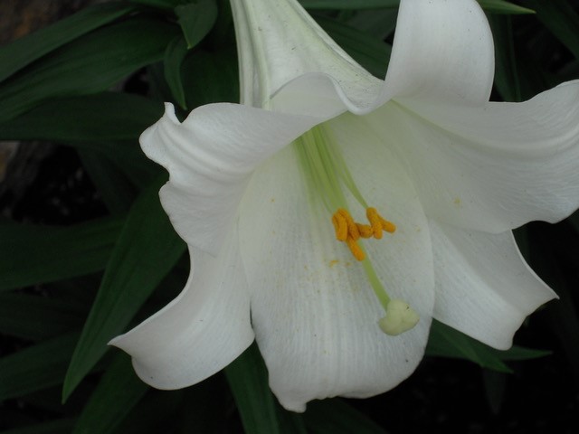 is lily poisonous to dogs