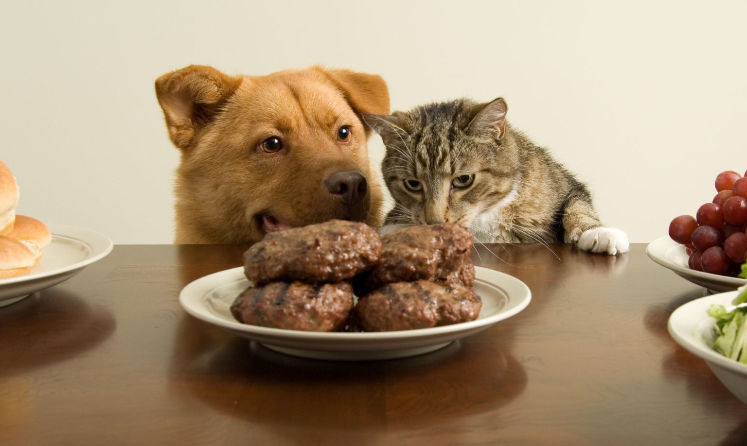 Grain Free Diets For Pets Pet Poison Helpline®