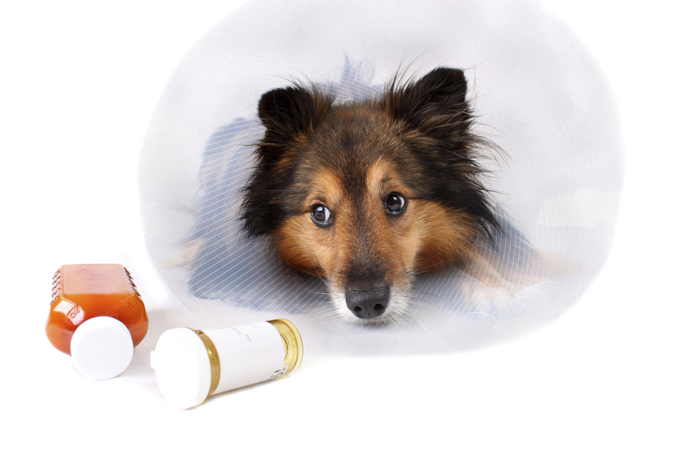 OTC Medications and Dogs Pet Poison Helpline®