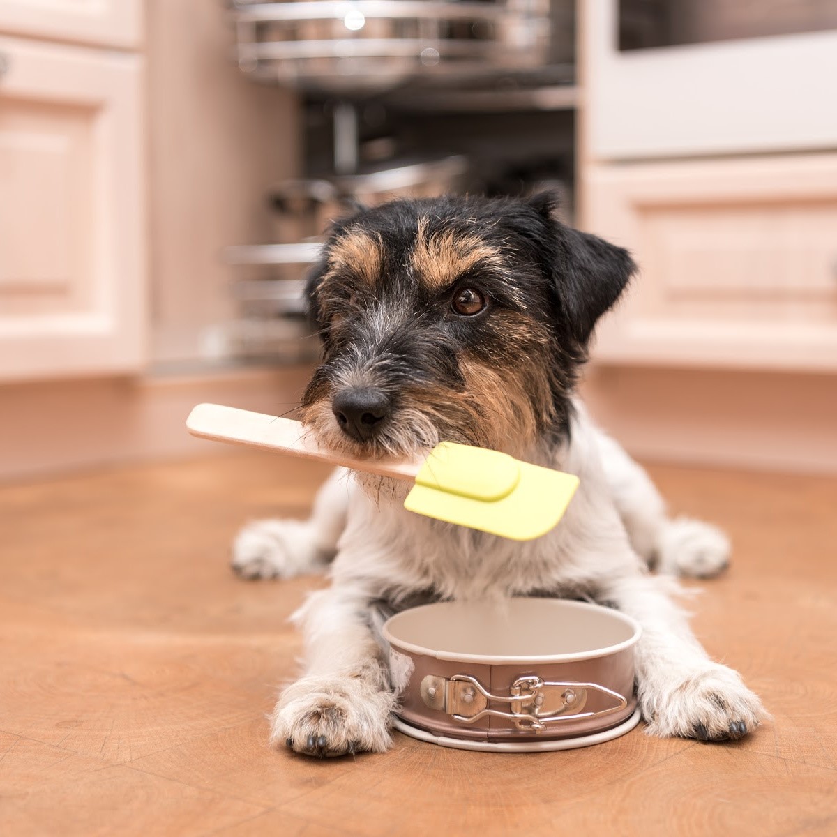 Bread Dough Toxicity A Rising Hazard for Pets Pet Poison Helpline