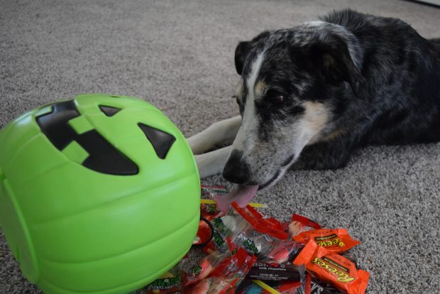 Can Dogs Eat Caramel?