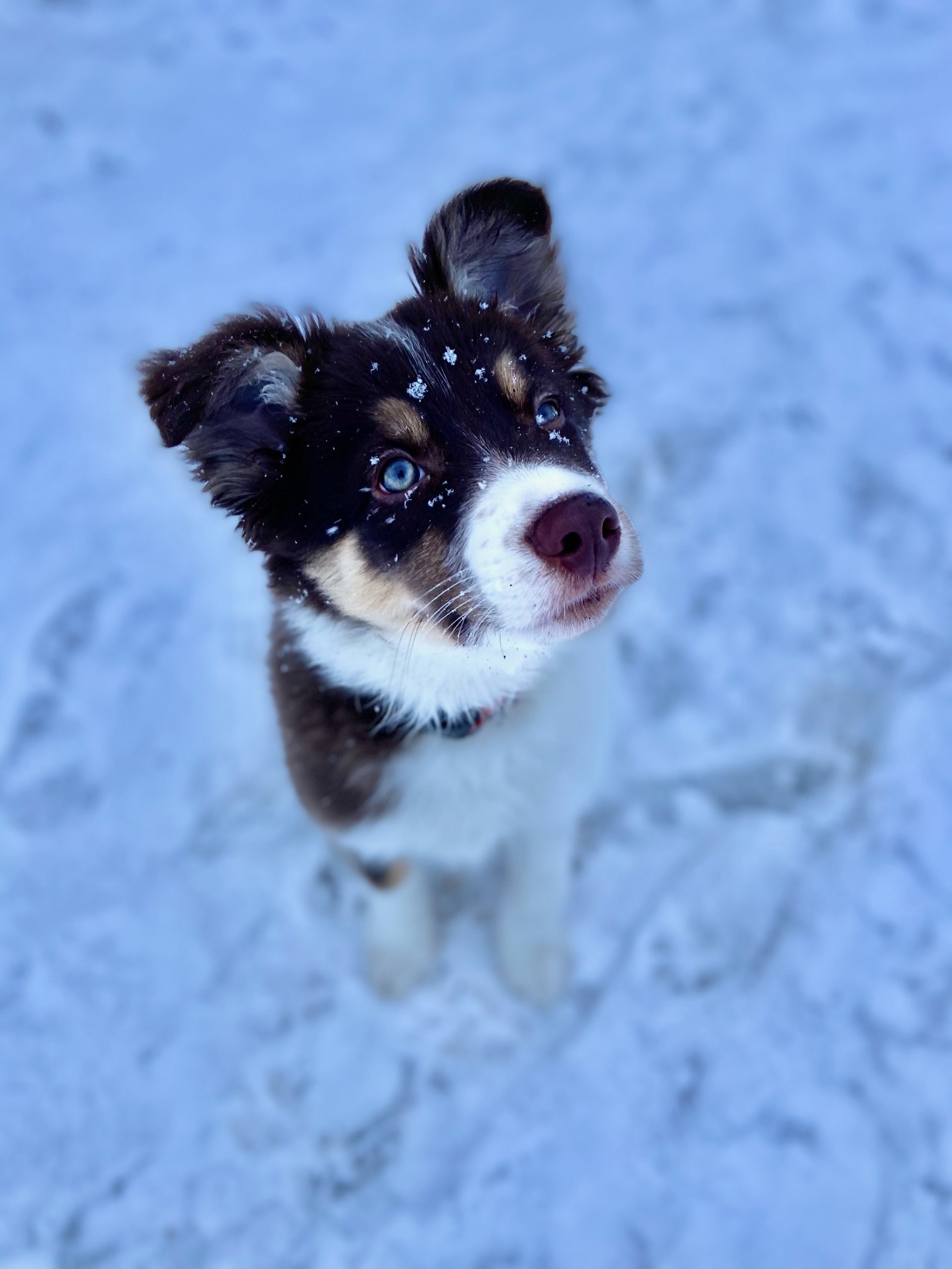 Alaskan Puppy Poisoned by Hand Warmer Packet Pet Poison Helpline