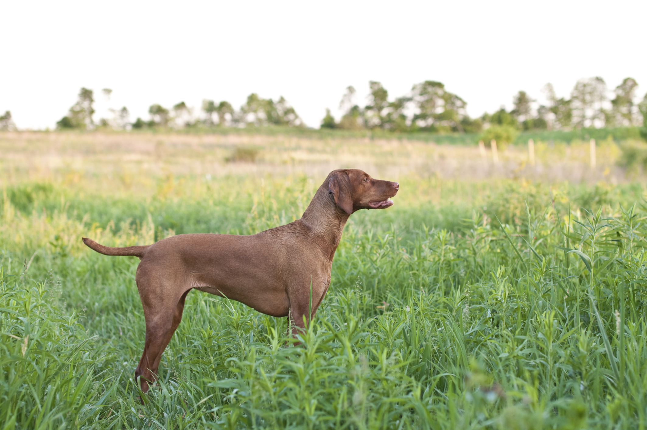 Flea & Tick Collar Exposure Pet Poison Helpline