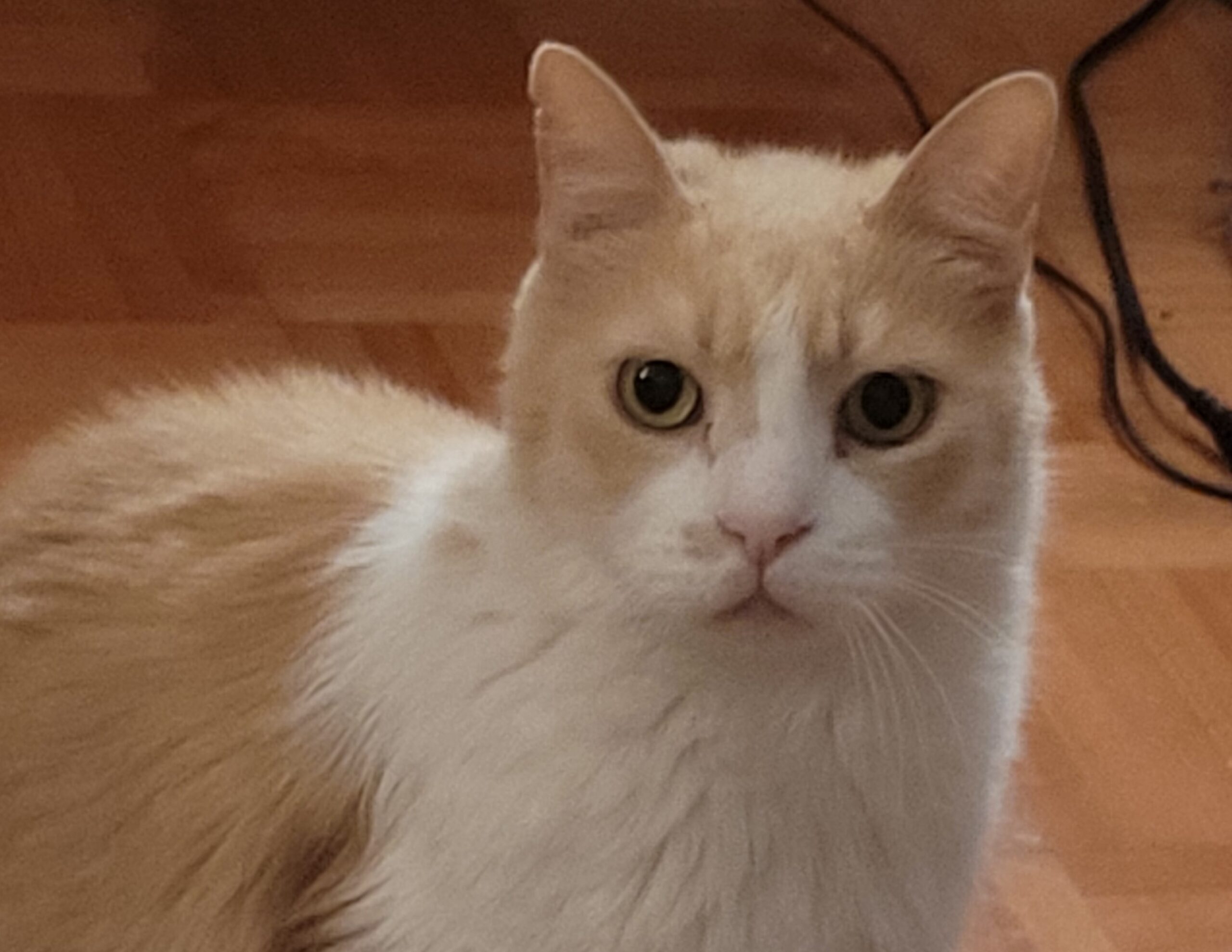 Hair Loss Drug Can be Deadly to Pets Pet Poison Helpline