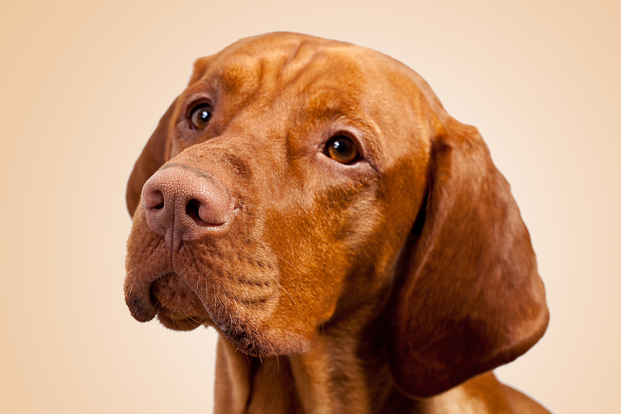 Zinc Poisoning Pet Poison Helpline