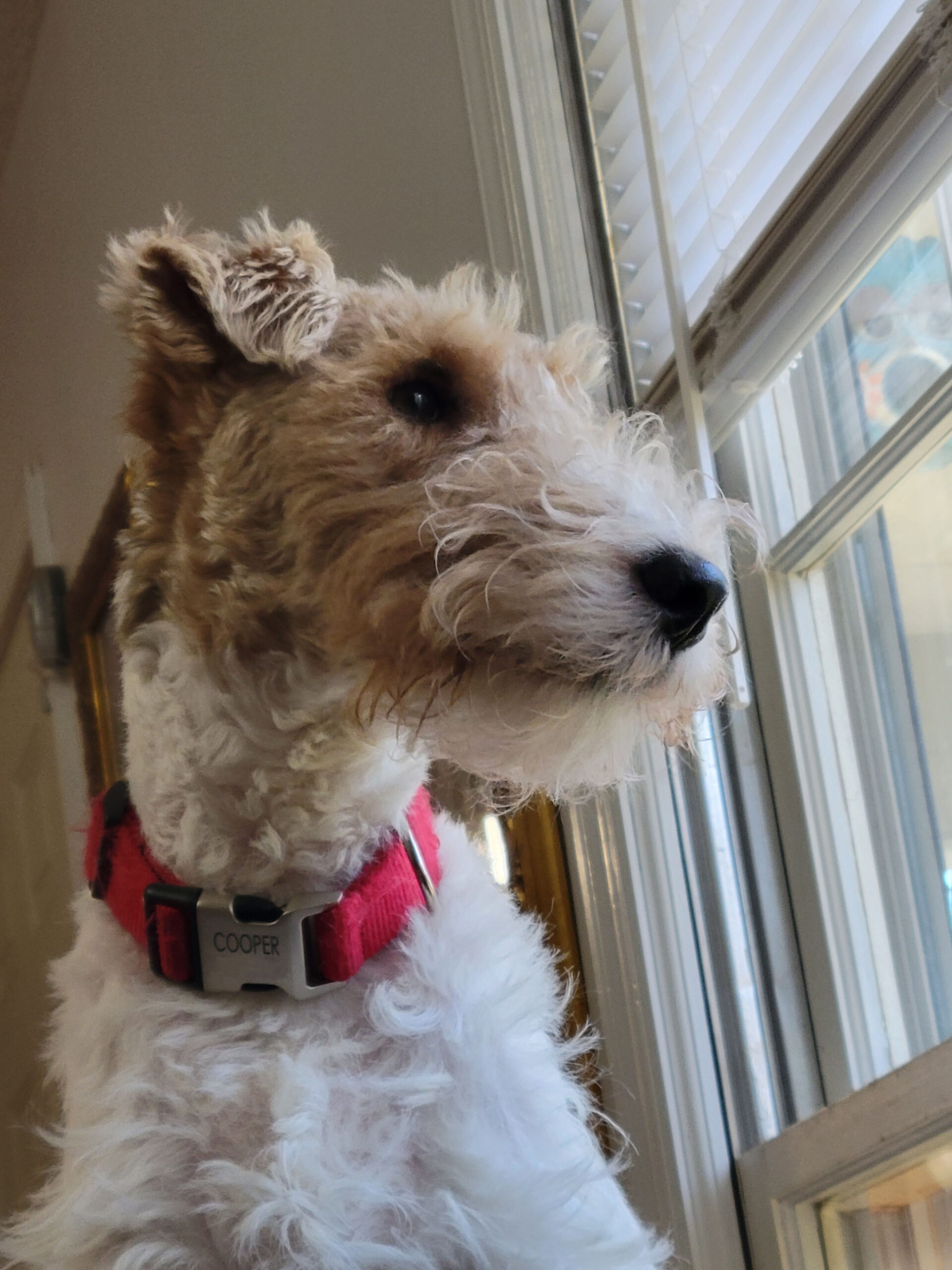 Caffeine Can Be Poisonous to Pets | Pet Poison Helpline - Can Dogs Take Caffeine Supplements